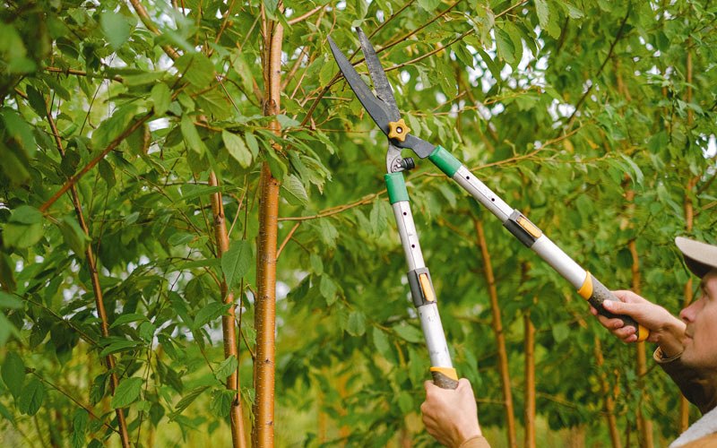 Tree trimming in Sesser, IL